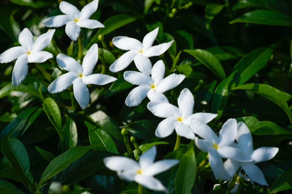 Descubre el poder del jazmín: efectos calmantes y antioxidantes para tu bienestar 1 Vida.es Aromaterapia con jazmín