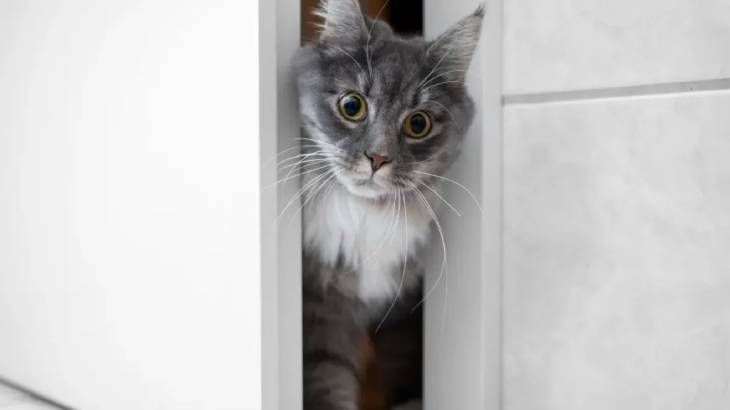 ¿Por qué tu gato va contigo cuando vas al baño? 3 Vida.es Expresión de afecto y cariño