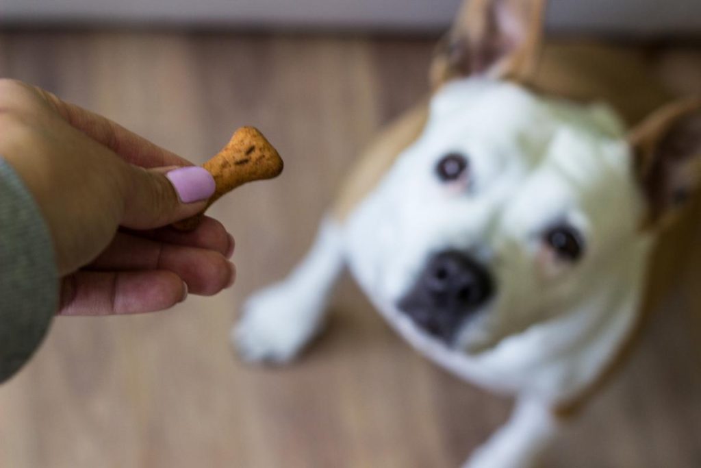 Identificar el problema de peso de tu perro