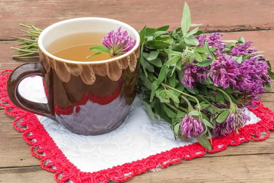 Infusión de trébol rojo