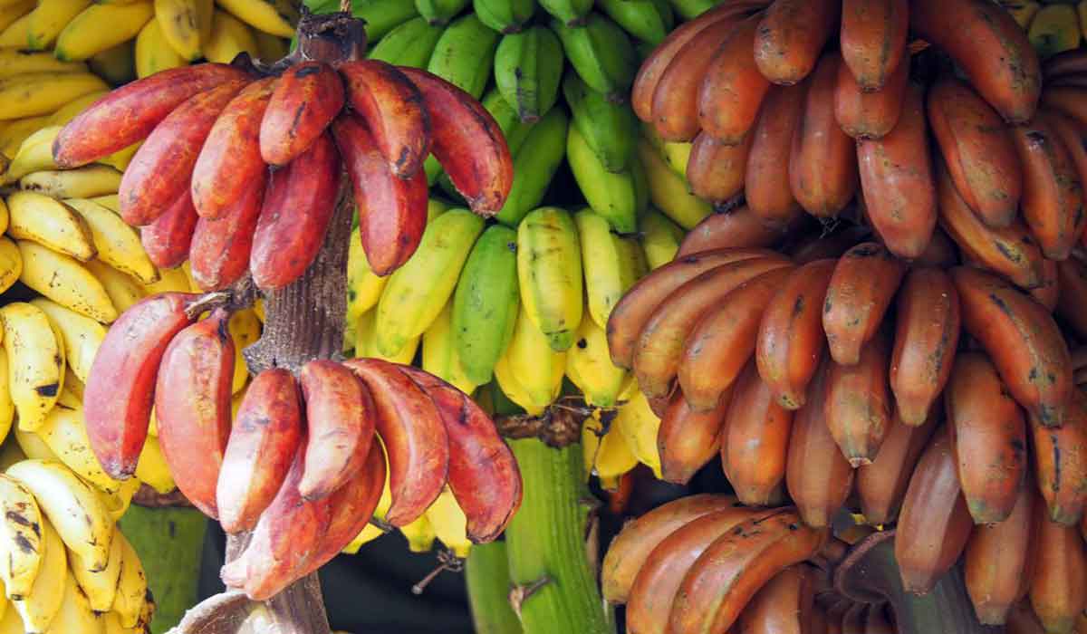 Elimina las Verrugas Usando Cáscaras de Plátano 2 Vida.es ALTERNATIVAS Y PRECAUCIONES