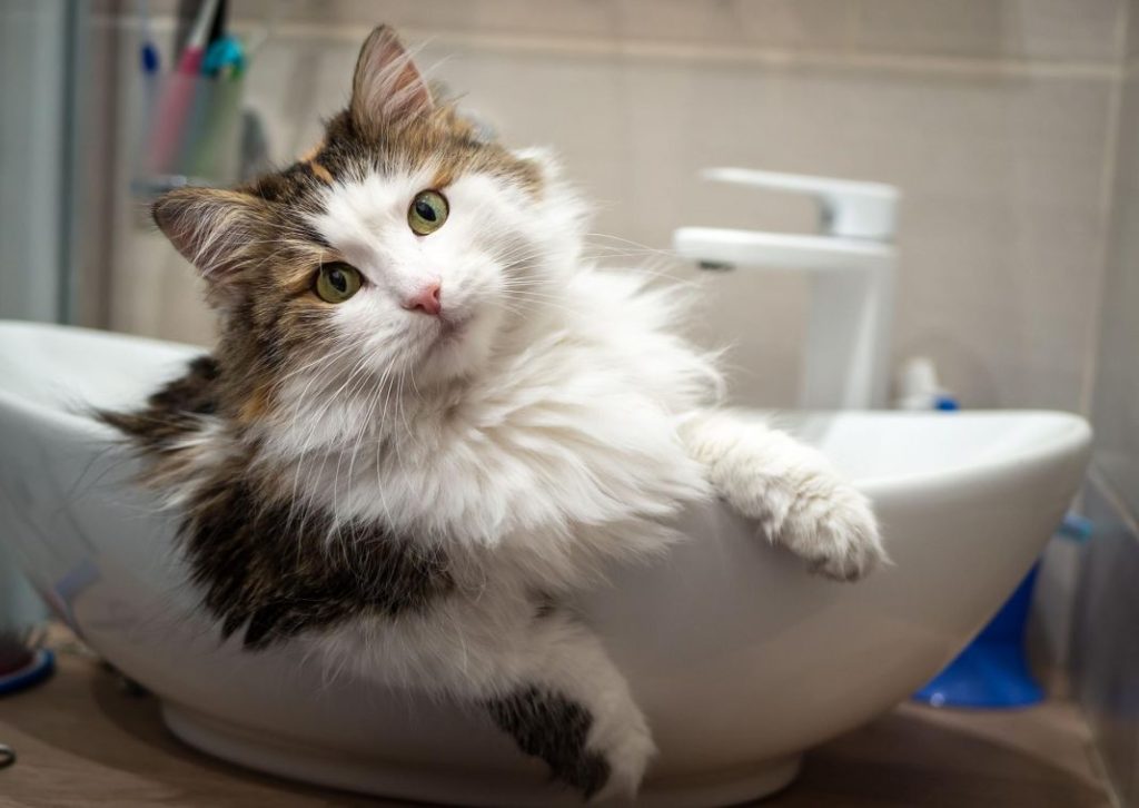 ¿Por qué tu gato va contigo cuando vas al baño? 2 Vida.es Ritual de aseo y marcaje territorial