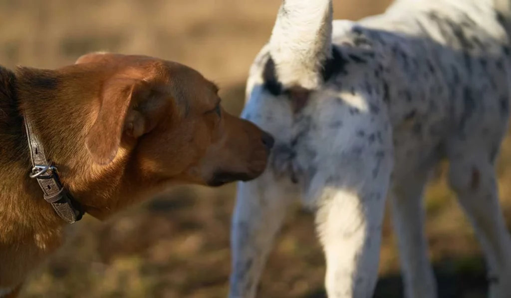 Control de la ansiedad y el estrés en tu perro 