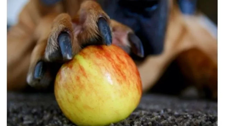 3 frutas que tu perro puede comer y las que debes evitar para salvar su vida