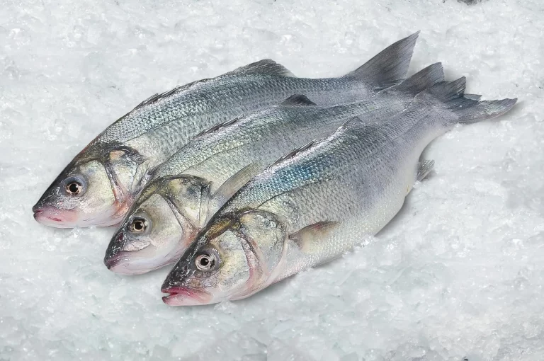 Cuidado con estos 3 tipos de pescados que tienen altos niveles de mercurio y otras sustancias