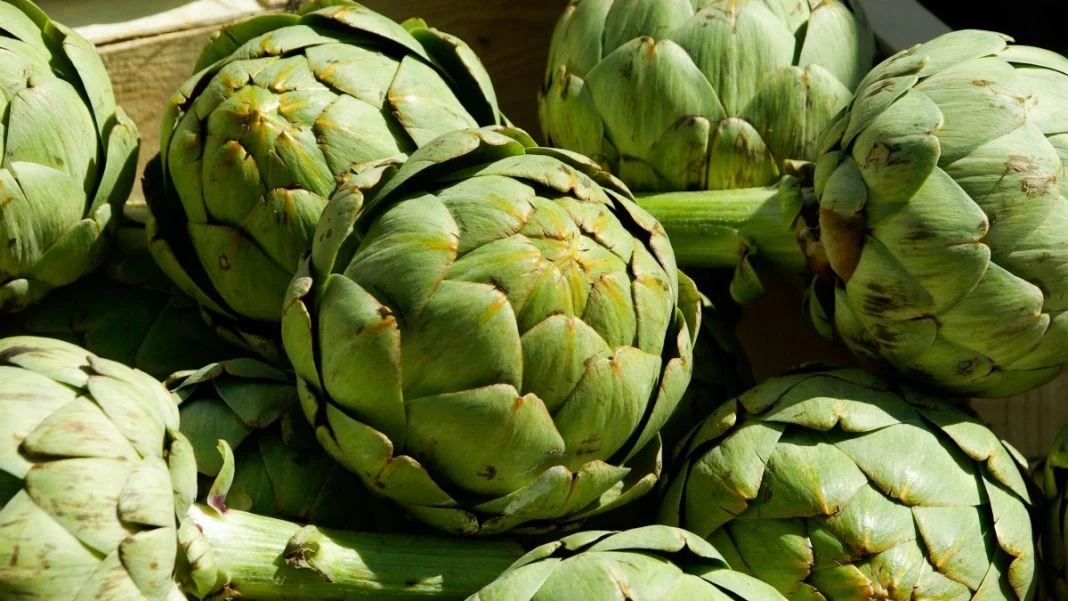 CONOCIENDO LAS ALCACHOFAS: UN MANJAR SALUDABLE