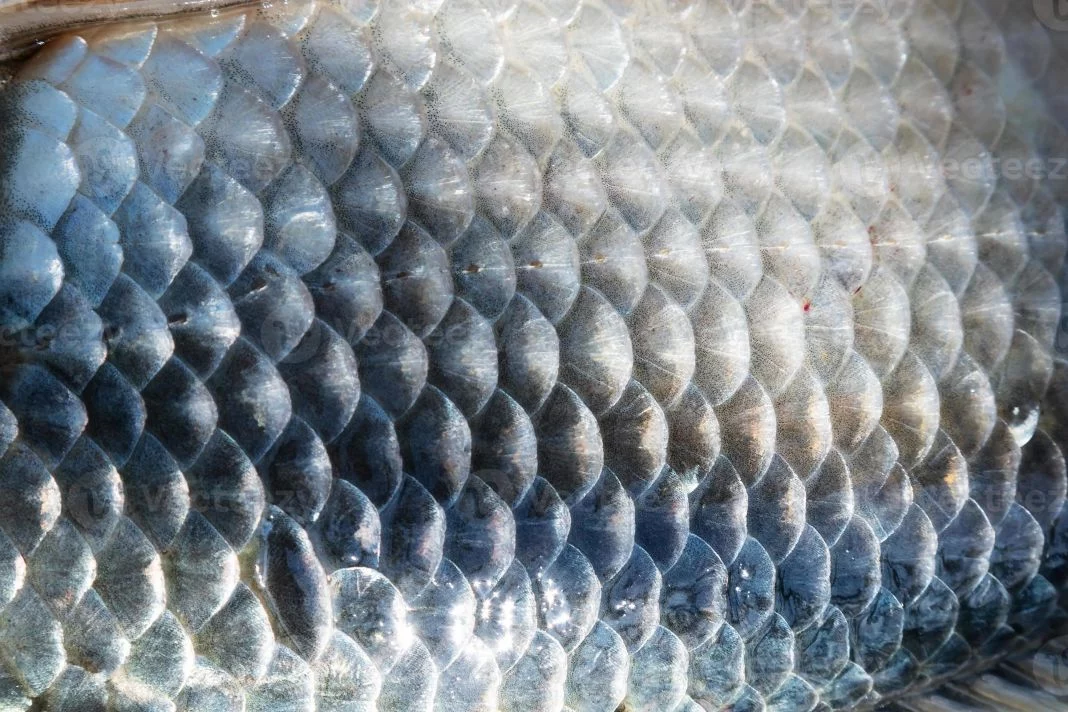 TRUCO DE LA APARIENCIA DEL PESCADO: UN INDICADOR CLAVE DE FRESCURA
