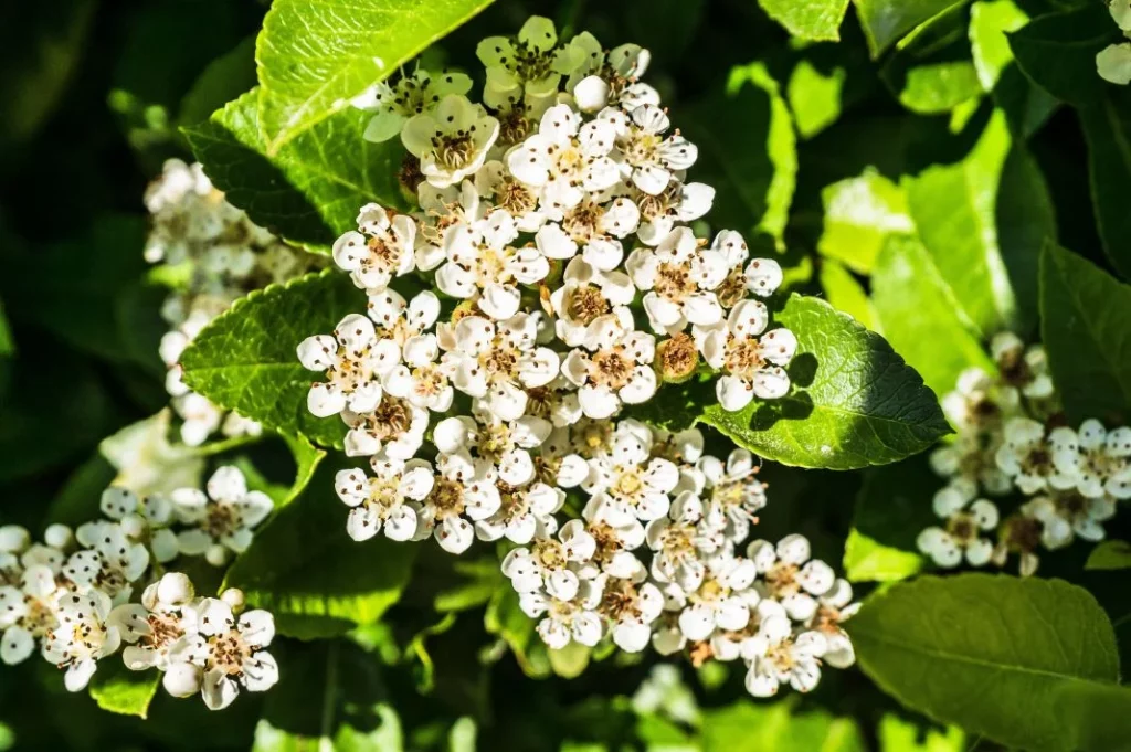 La infusión que arrasa por sus beneficios: adiós estreñimiento, toxinas y síntomas de gripe 2 Vida.es DETOXIFICACIÓN NATURAL: ELIMINA TOXINAS DE TU CUERPO
