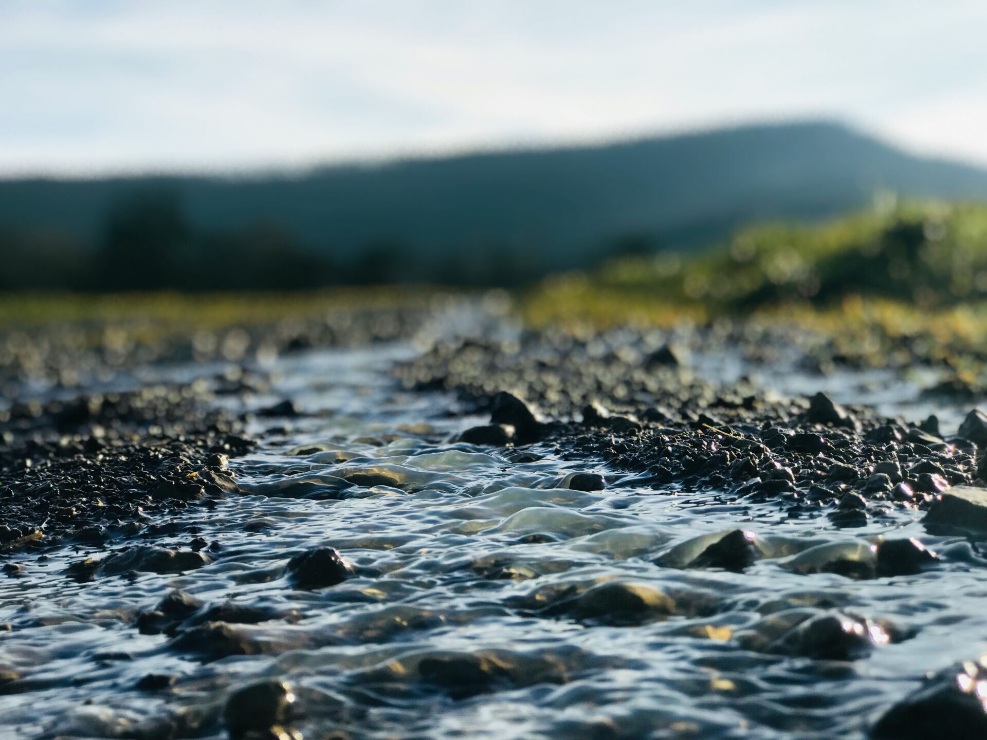Contaminación récord en los peces del Guadalquivir: cobre y manganeso en niveles nunca vistos 1 Vida.es metales pesados pescado
