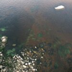 Contaminación récord en los peces del Guadalquivir: cobre y manganeso en niveles nunca vistos