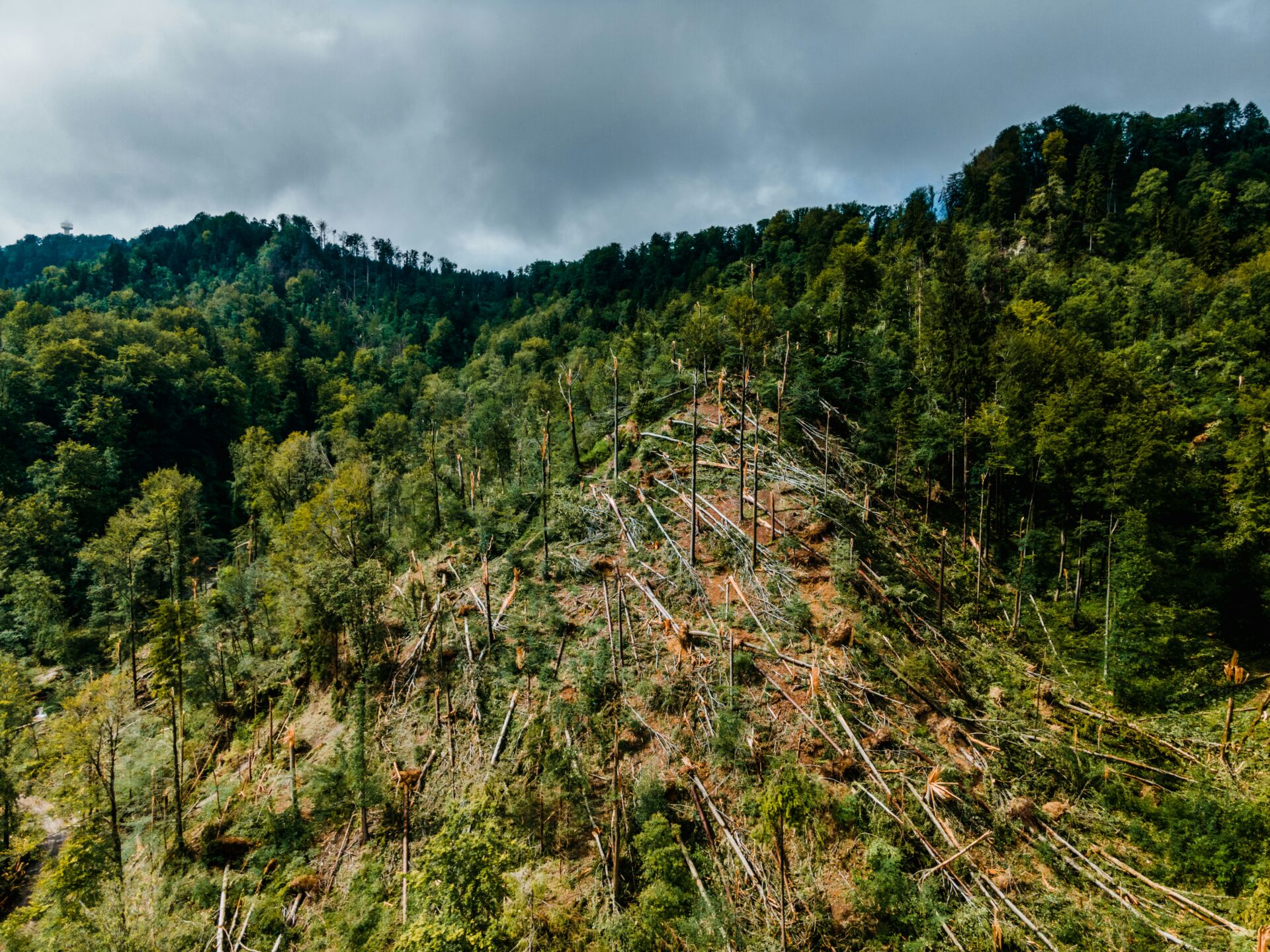 Café y deforestación en Vietnam: cómo la expansión del cultivo arrasó los bosques en 30 años 1 Vida.es café y bosques