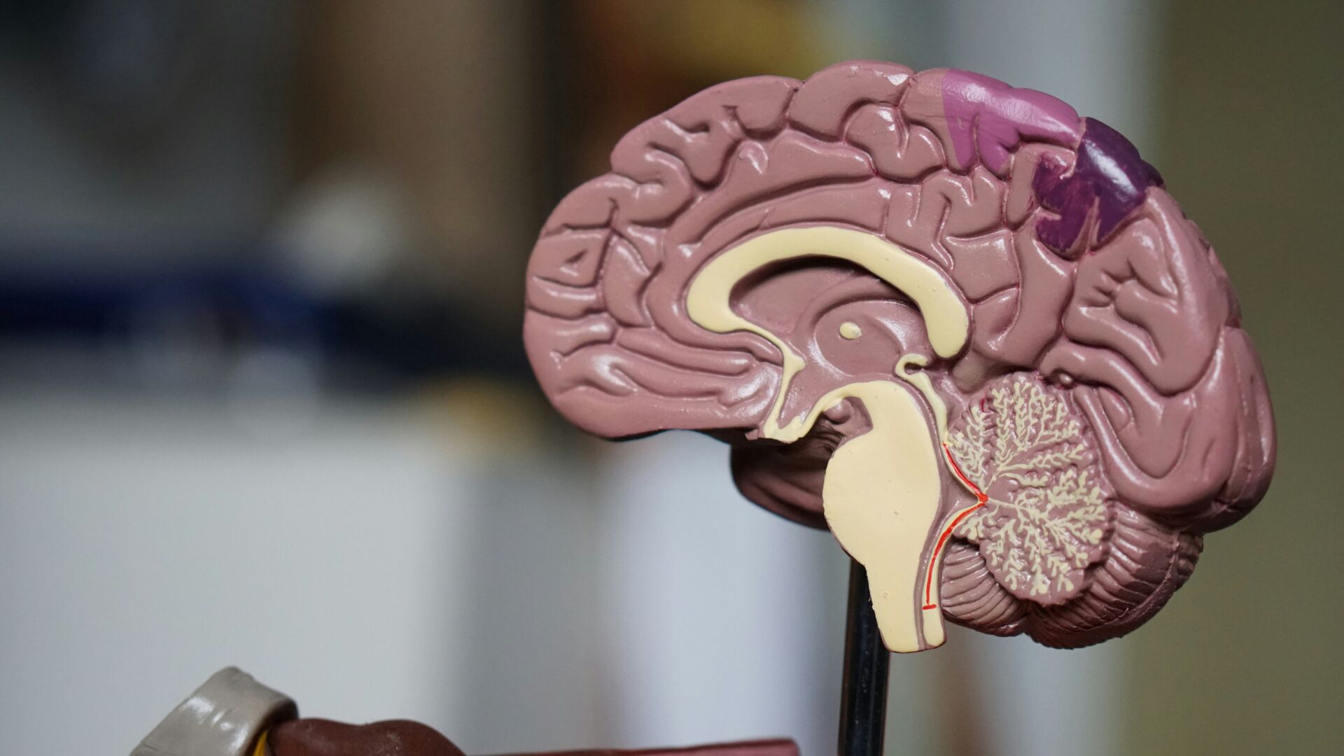 Cómo una rutina de hábitos saludables frena el envejecimiento cerebral antes de los 70 1 Vida.es hábitos saludables cerebro