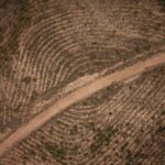 Por qué la exclusión del cuero de la ley antideforestación de la UE es un triunfo del lobby sobre la ciencia