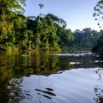 Microplásticos en los peces del Amazonas: el 50% de los jaraqui contiene fibras de poliamida