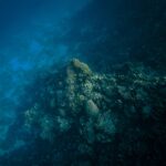 La minería submarina amenaza especies desconocidas: el caracol Lirapex felix, primer caso crítico
