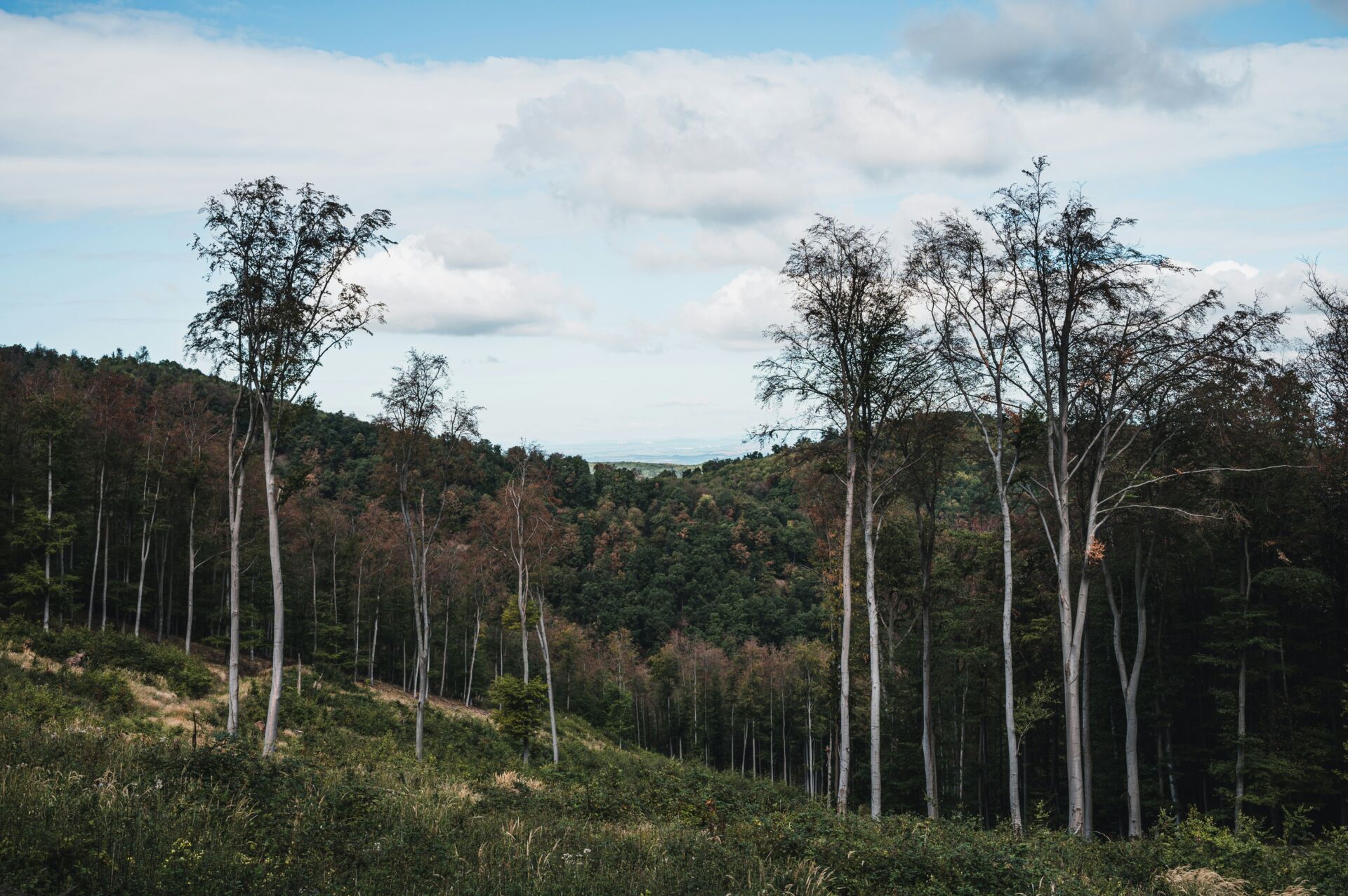 Monocultivos e incendios: por qué las plantaciones de eucalipto y pino avivan los megaincendios 1 Vida.es eucalipto incendios