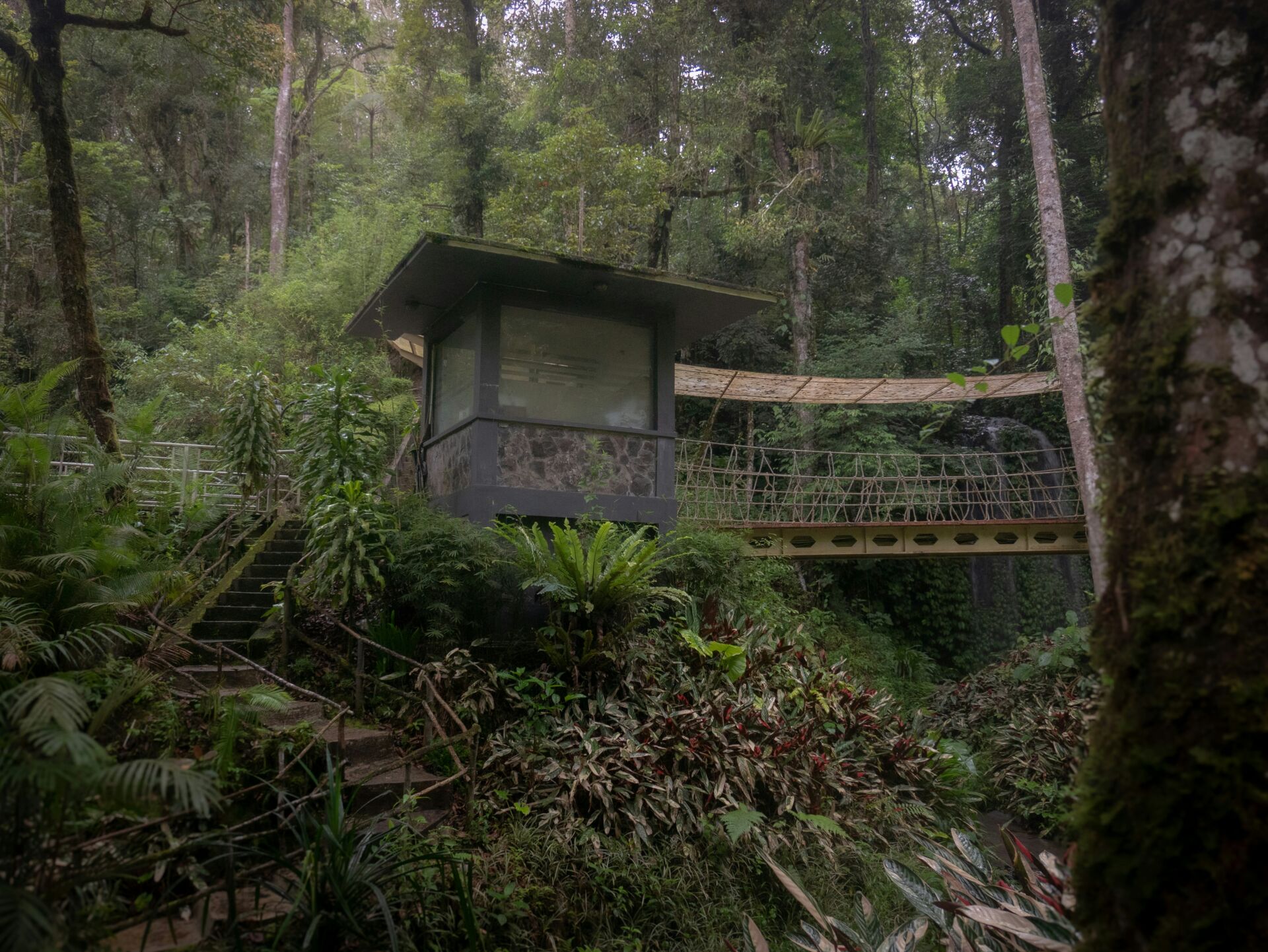 Los puentes de dosel para fauna en la Amazonía logran 15.000 cruces seguros y cero atropellos 1 Vida.es atropellos animales