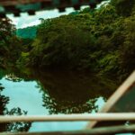Los puentes de dosel para fauna en la Amazonía logran 15.000 cruces seguros y cero atropellos