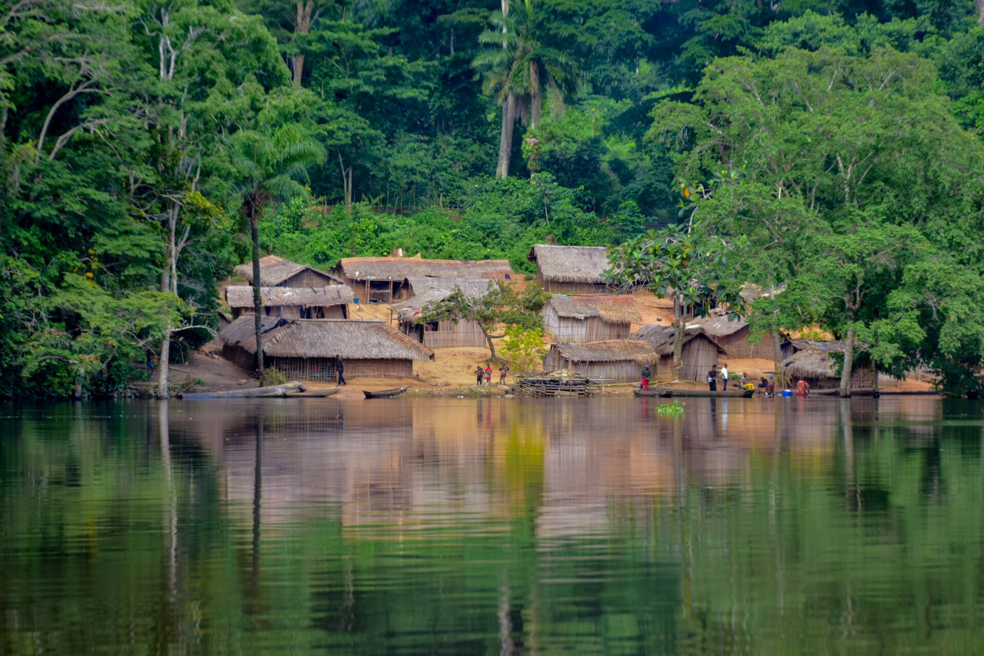Cómo el recorte del 79% en ayuda del Reino Unido amenaza la protección de la selva del Congo 1 Vida.es deforestación tropical