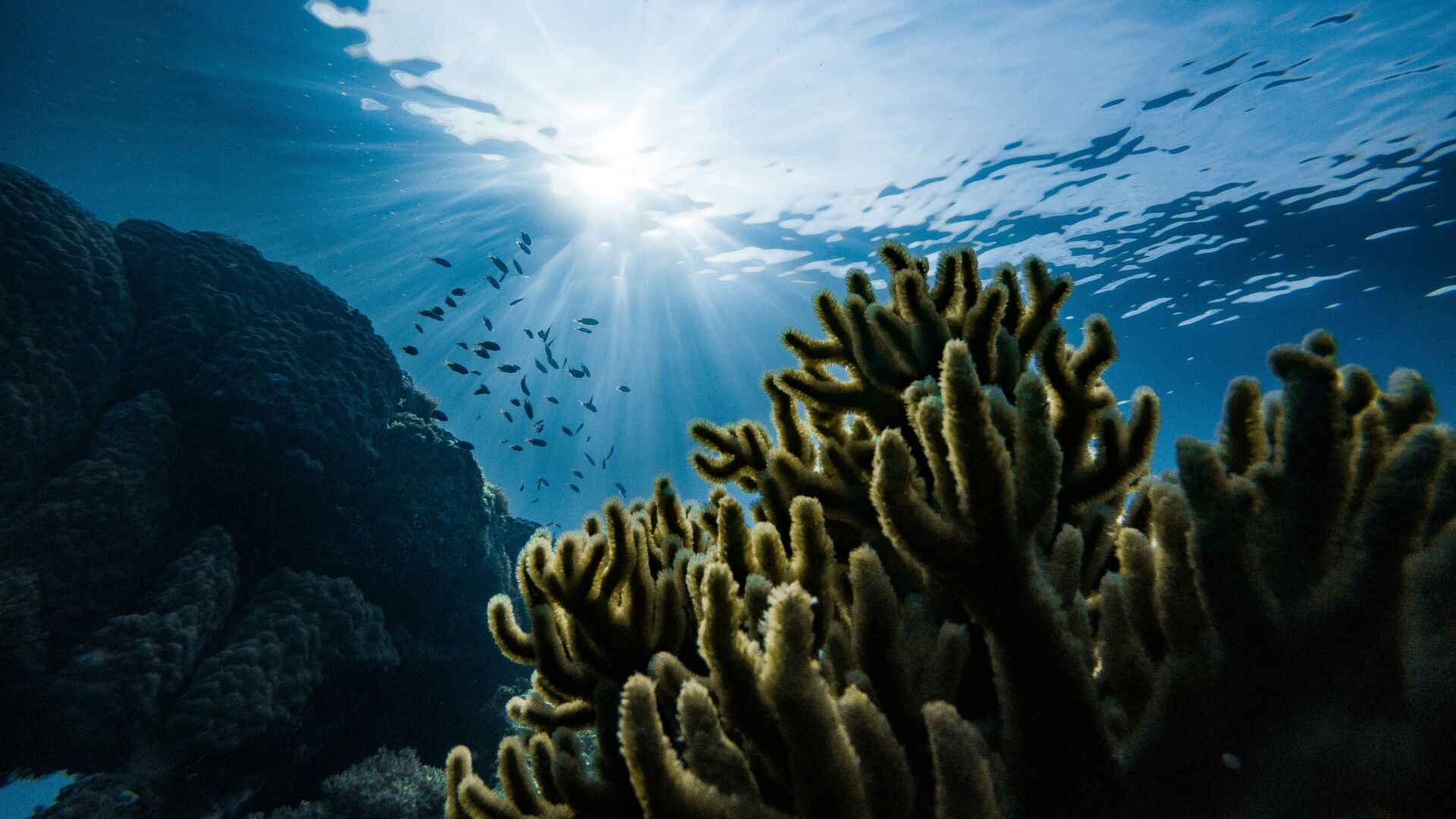 El corredor marino del Pacífico: cuatro países unen sus reservas para proteger el océano 1 Vida.es reservas marinas