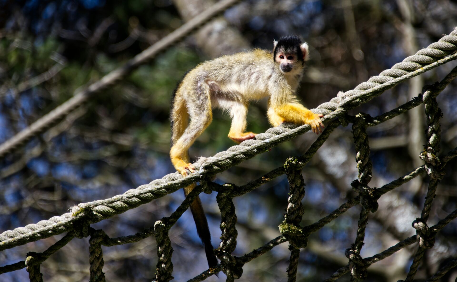 Corredores de fauna en la Amazonía: cómo 8 puentes de cuerda logran 15.000 cruces sin atropellos 1 Vida.es atropellos de fauna