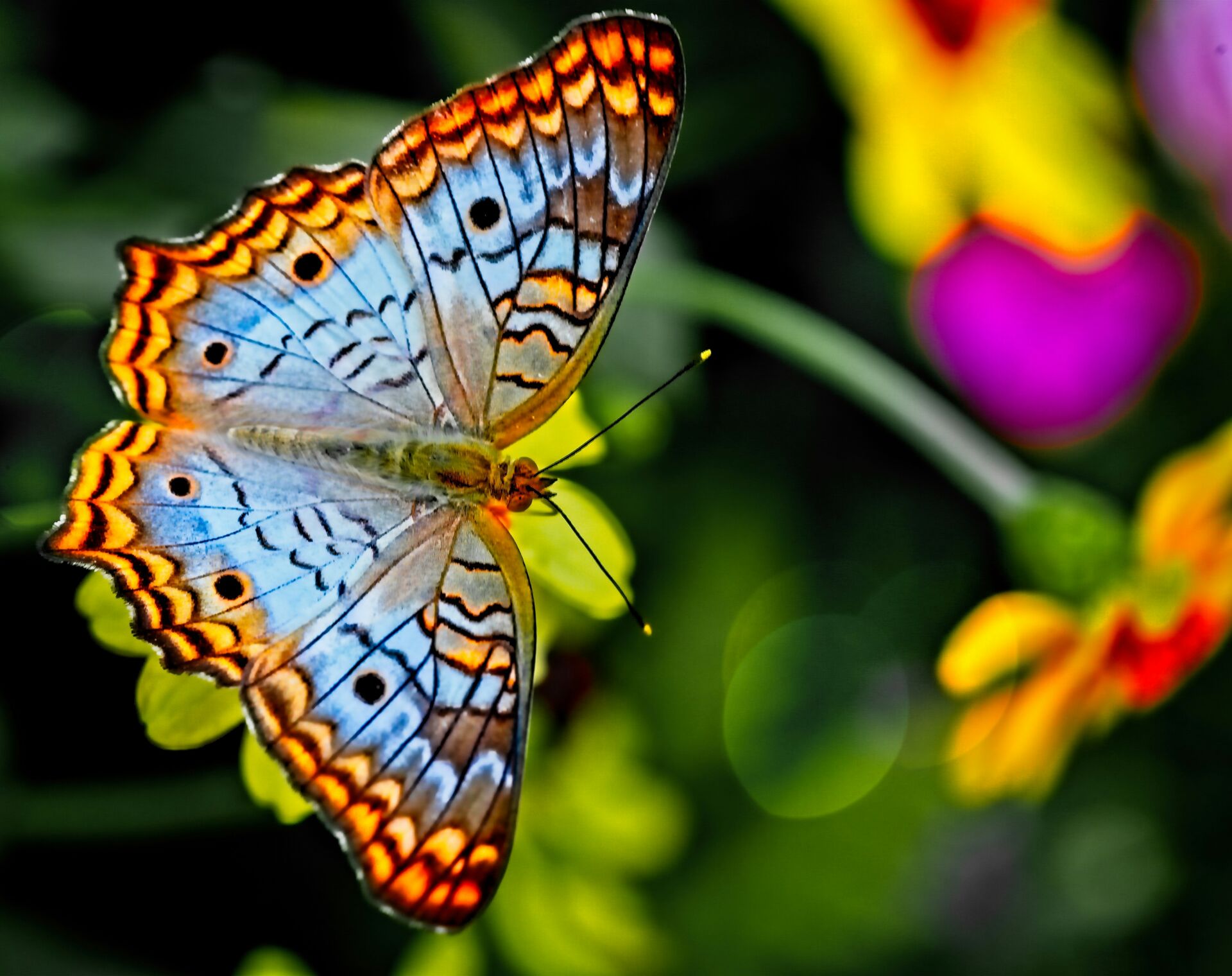Mariposas y el cambio climático: una de cada diez especies ya cambia de hábitat, según Nature 1 Vida.es especies centinela