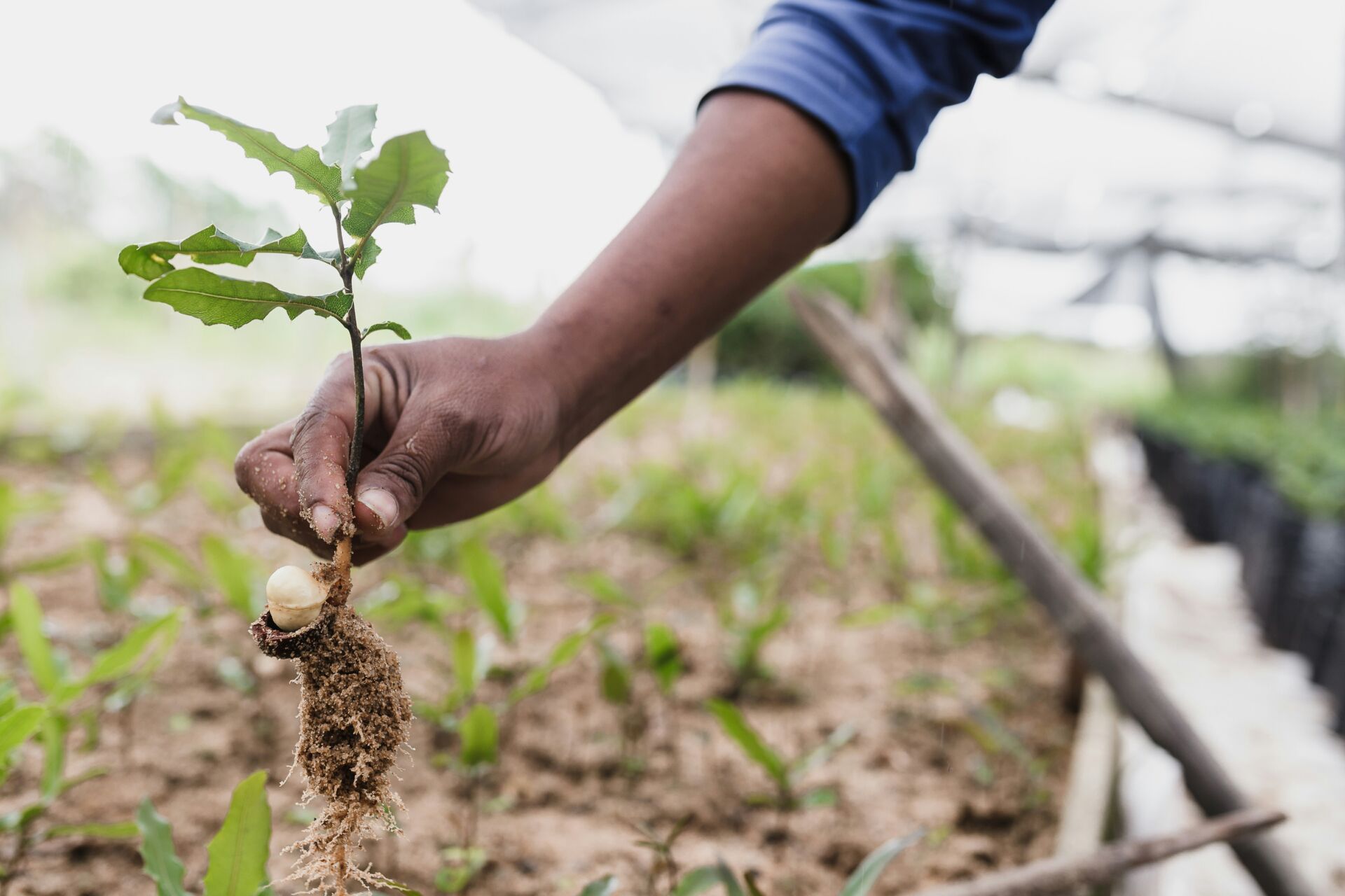 Los microplásticos en compost pueden terminar en los suelos agrícolas: cómo evitarlo 1 Vida.es compost residuos orgánicos