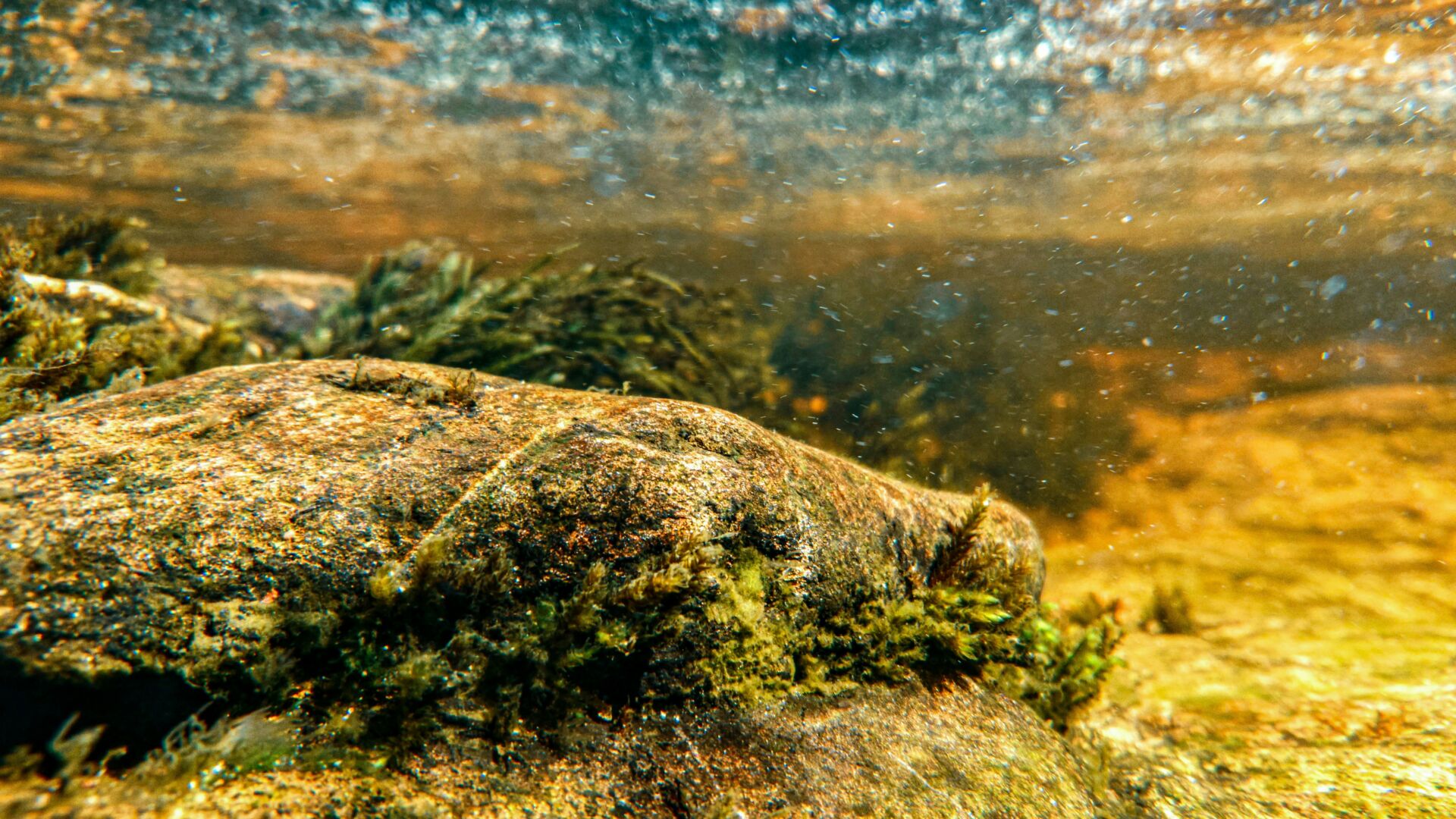 Microplásticos en el océano profundo: ya los ingieren caracoles y mejillones de fuentes hidrotermales 1 Vida.es contaminación plásticos mares