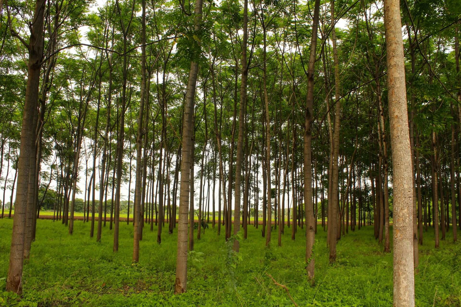 El calentamiento desplaza los bosques de montaña: por qué unos árboles suben y otros bajan 1 Vida.es árboles y calentamiento global