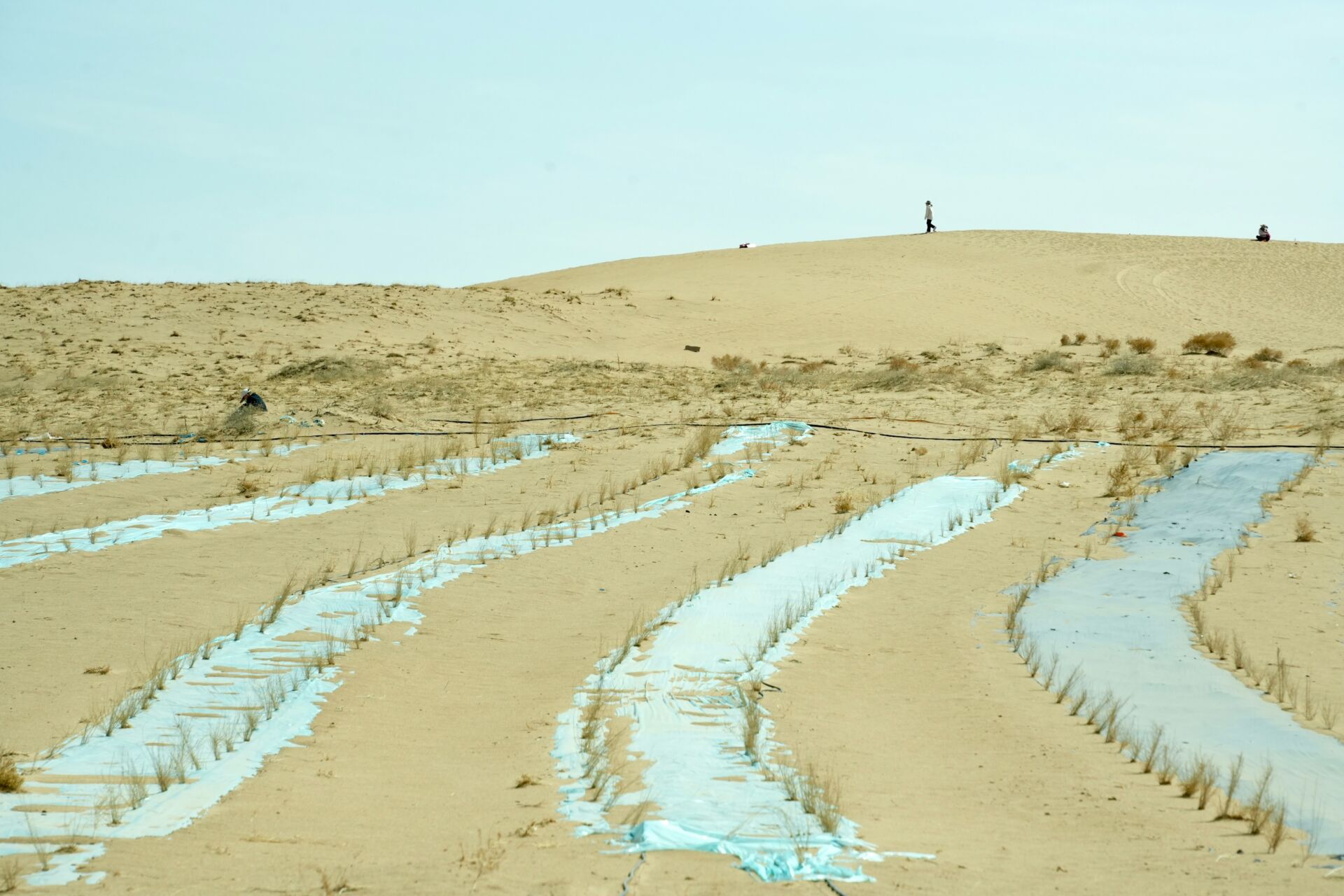 Corales resistentes al calor: la adaptación asistida que prueba la ciencia en la Gran Barrera 1 Vida.es restauración de arrecifes