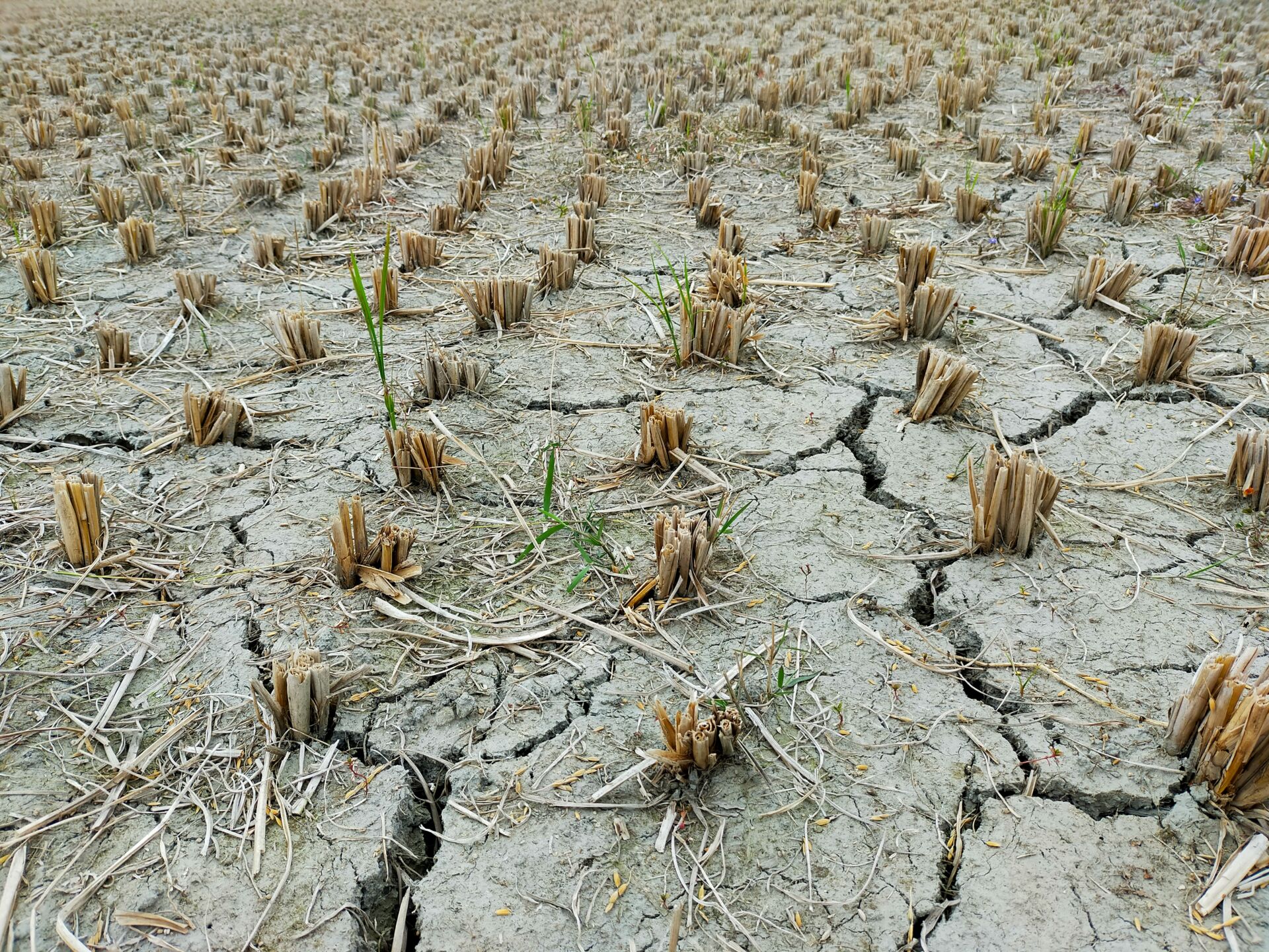 La sequía frena la construcción de viviendas en Inglaterra: la lección para España y el Mediterráneo 1 Vida.es falta de agua