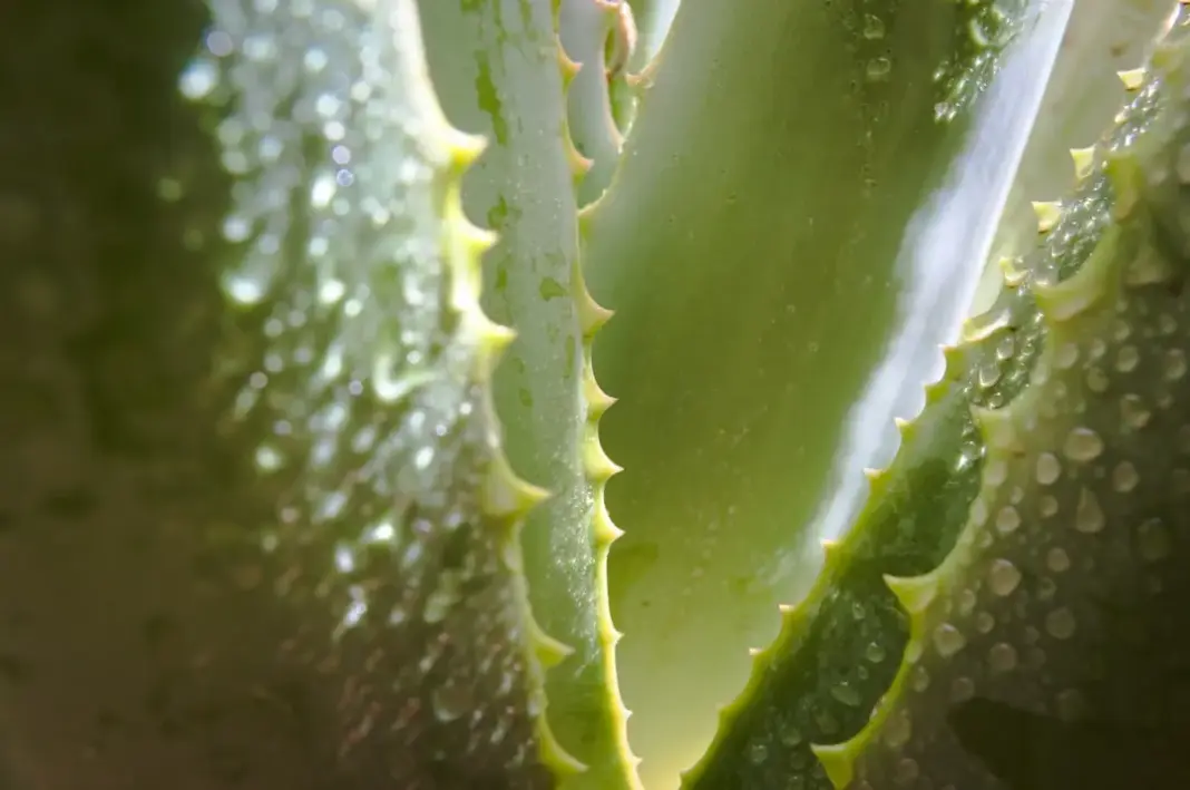 Close-up of aloe vera plant with water droplets