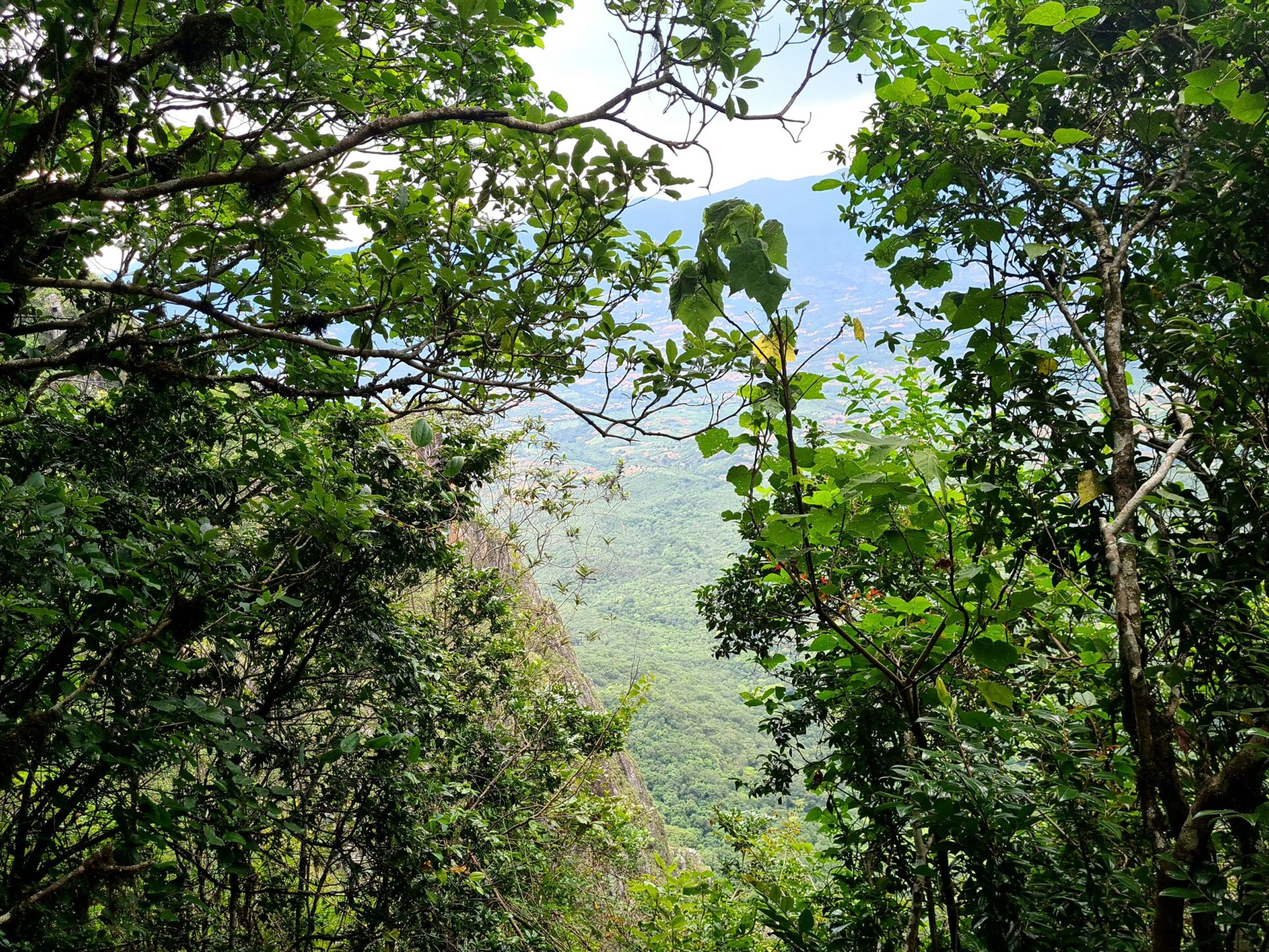 Conservación de Mount Mabu: Mozambique protege 9.341 hectáreas de su «bosque de mariposas» 1 Vida.es conservación comunitaria