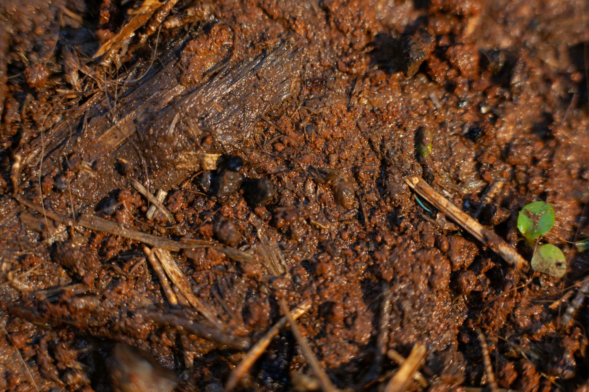 Cultivos transgénicos y clima: más rendimiento y campo más resiliente, según Nature 1 Vida.es adaptación climática agricultura