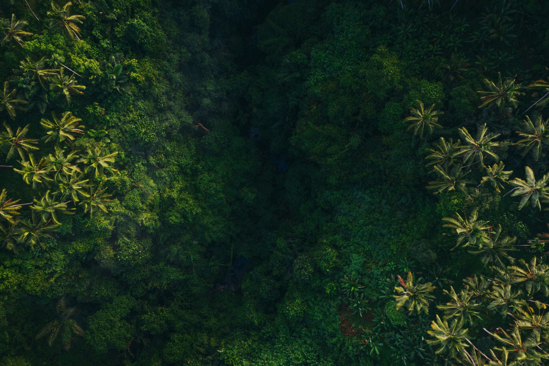 La integridad de los créditos de carbono, en juego: quién quiere rebajar las reglas de la ONU y qué supone para el clima 1 Vida.es créditos de carbono integridad