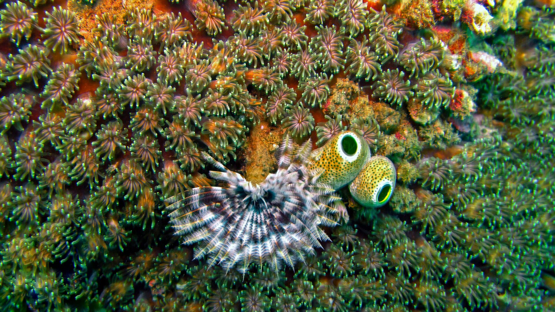 Descubren 31 nuevas especies marinas en la zona mesopelágica frente a Brasil 1 Vida.es biodiversidad marina
