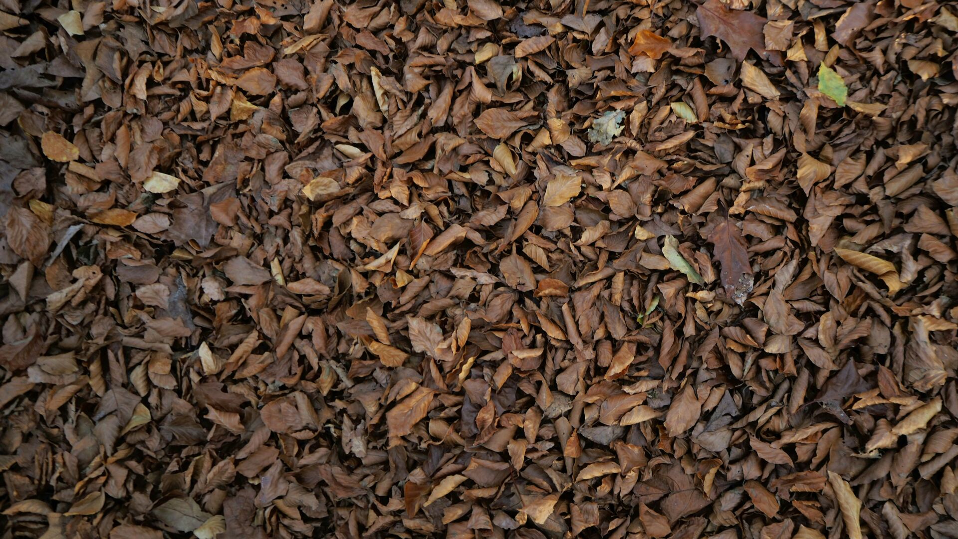 Descubren nuevas especies en Sri Lanka gracias a un cebo inesperado: coco quemado 1 Vida.es biodiversidad endémica