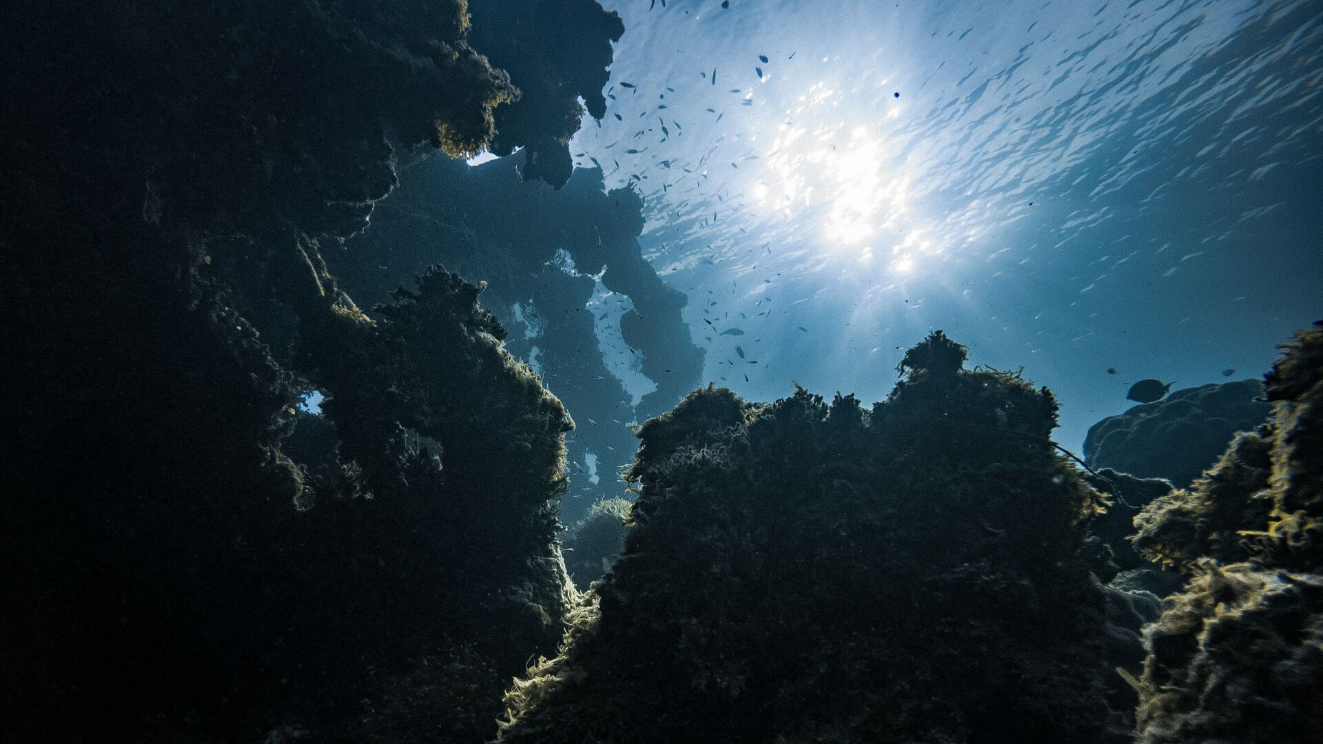 Plasticoral: el plástico fundido con el coral que libera microplásticos al océano 1 Vida.es plástico en el coral