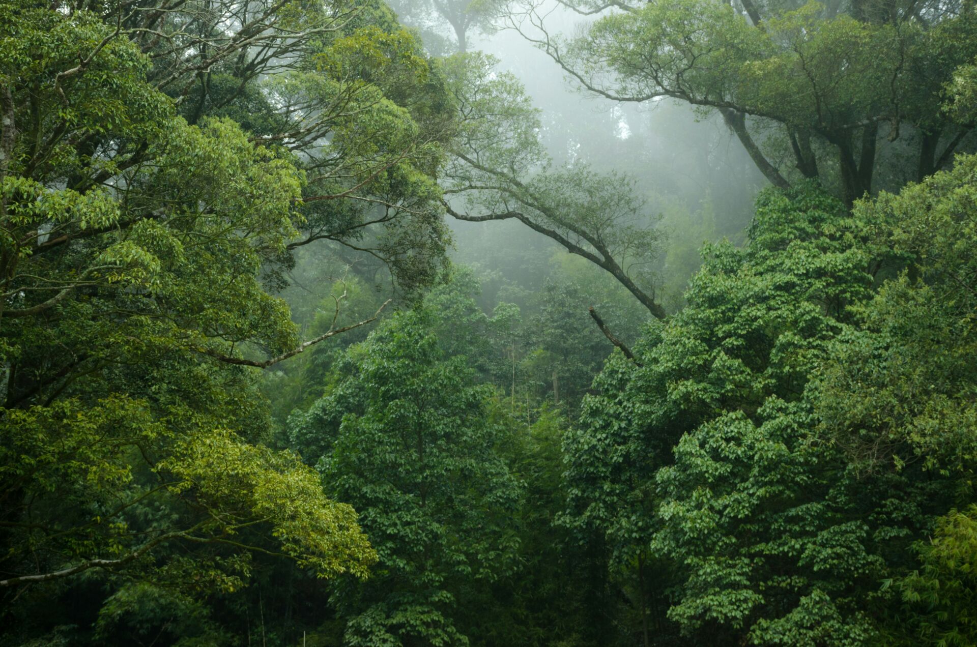 Brasil crea cuatro reservas en la Amazonía para mitigar el impacto del asfalto de la BR-319 1 Vida.es deforestación Amazonía
