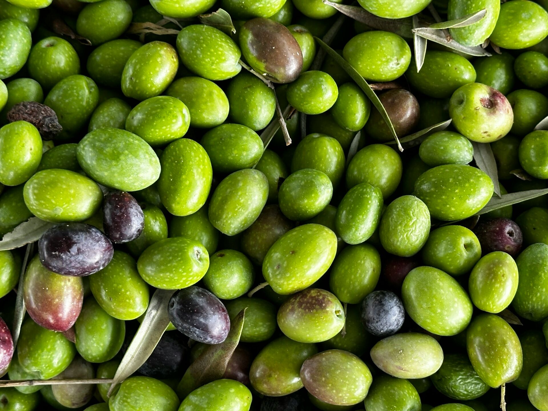 Aceite de oliva virgen extra: los 5 mg de polifenoles al día que la EFSA avala contra la oxidación 1 Vida.es polifenoles AOVE
