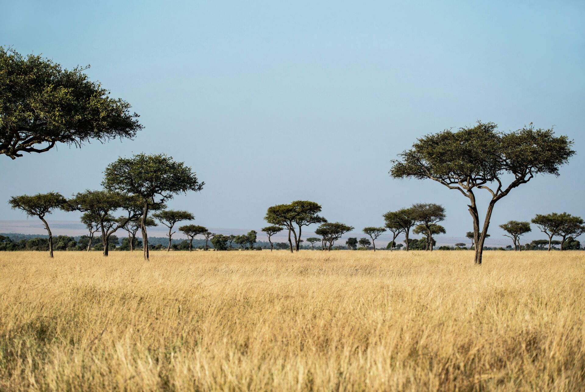 Los animales y el carbono: cómo los grandes herbívoros pueden ayudar a frenar el cambio climático 1 Vida.es rewilding