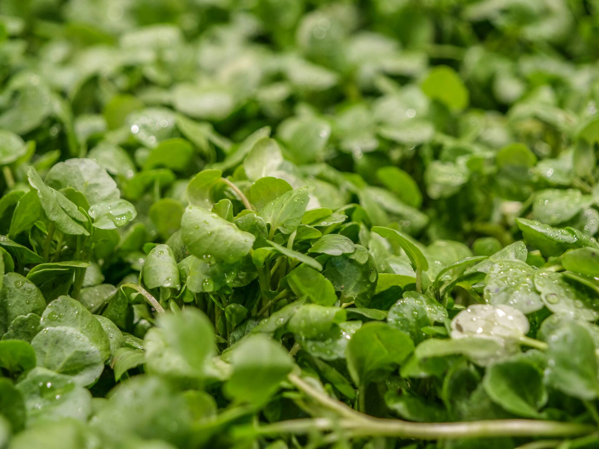 El berro es el alimento más saludable del mundo según el CDC: 100/100, 11 kcal y por delante de la kale 1 Vida.es berro propiedades