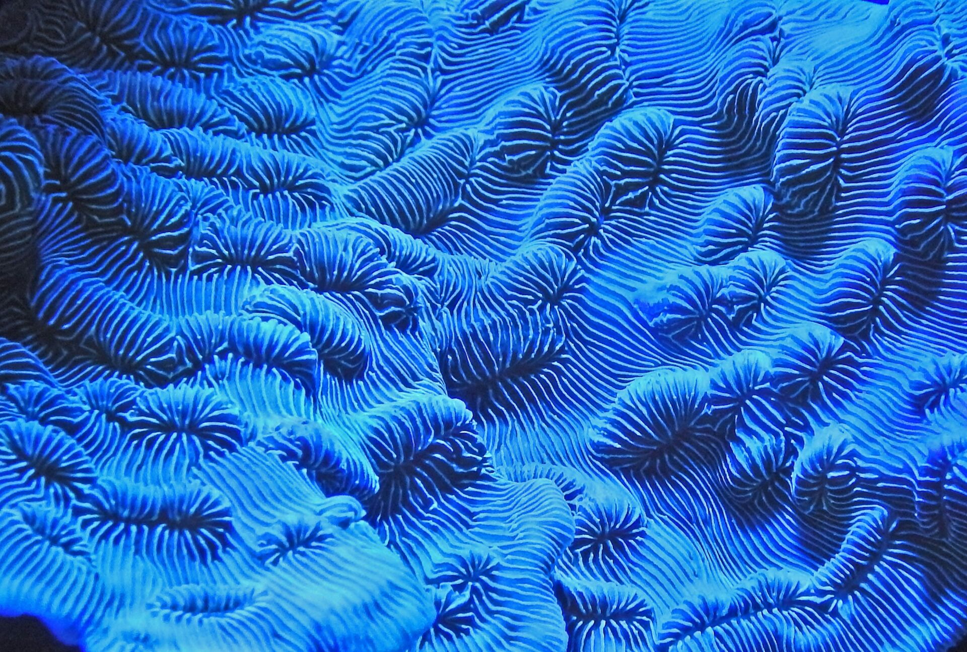 La contaminación en corales de Maui: 25 contaminantes que la ciencia quiere usar como sensores del mar 1 Vida.es Nature Communications