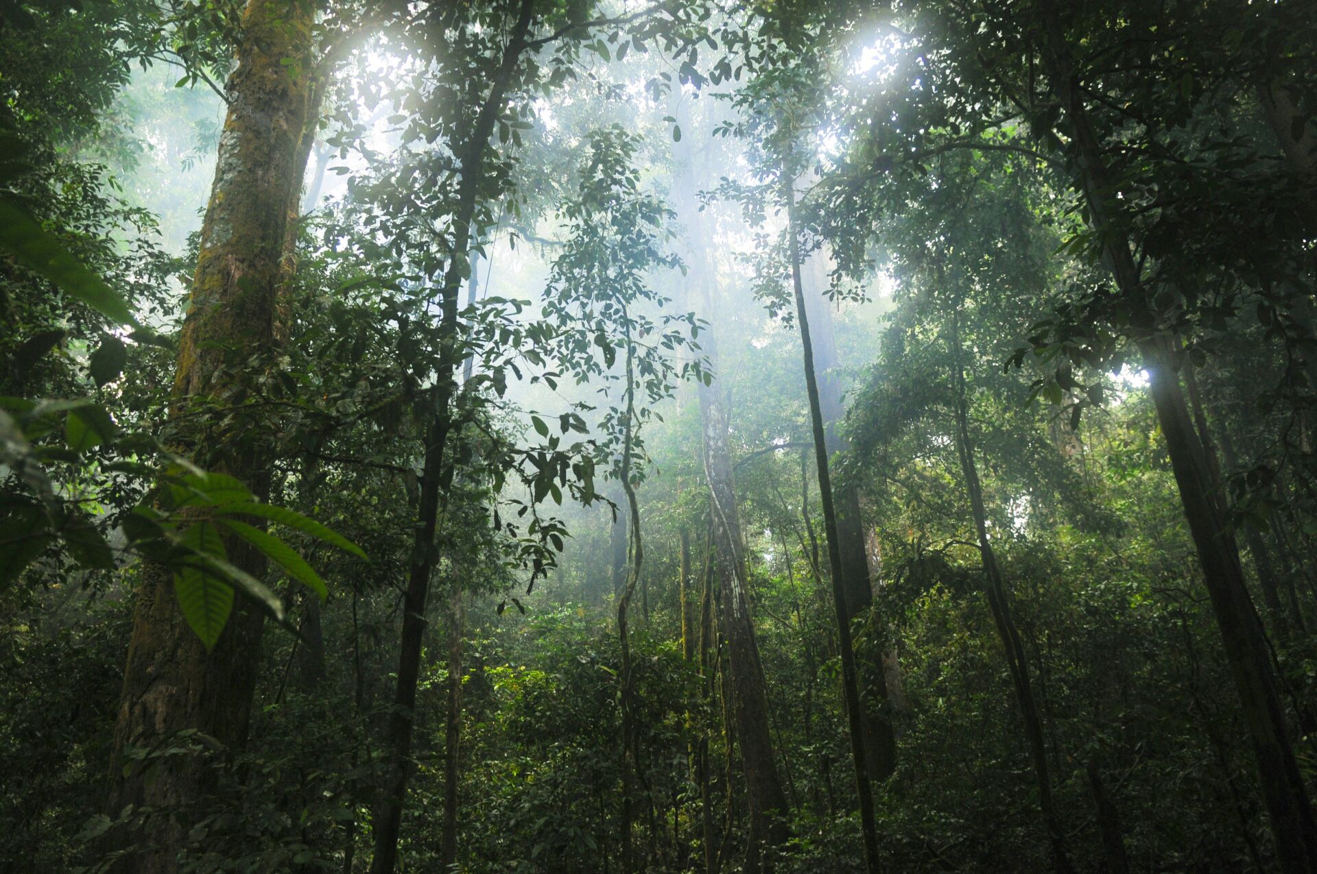 La deforestación del Amazonas cae un 42% y marca su mínimo histórico desde 1988 1 Vida.es INPE