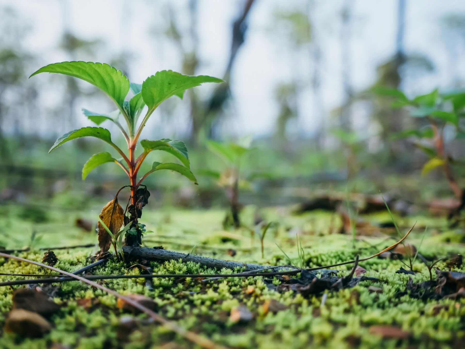 La deforestación global cae un 15% en 2025, pero el mundo sigue un 70% por debajo del objetivo para 2030 1 Vida.es deforestación 2030