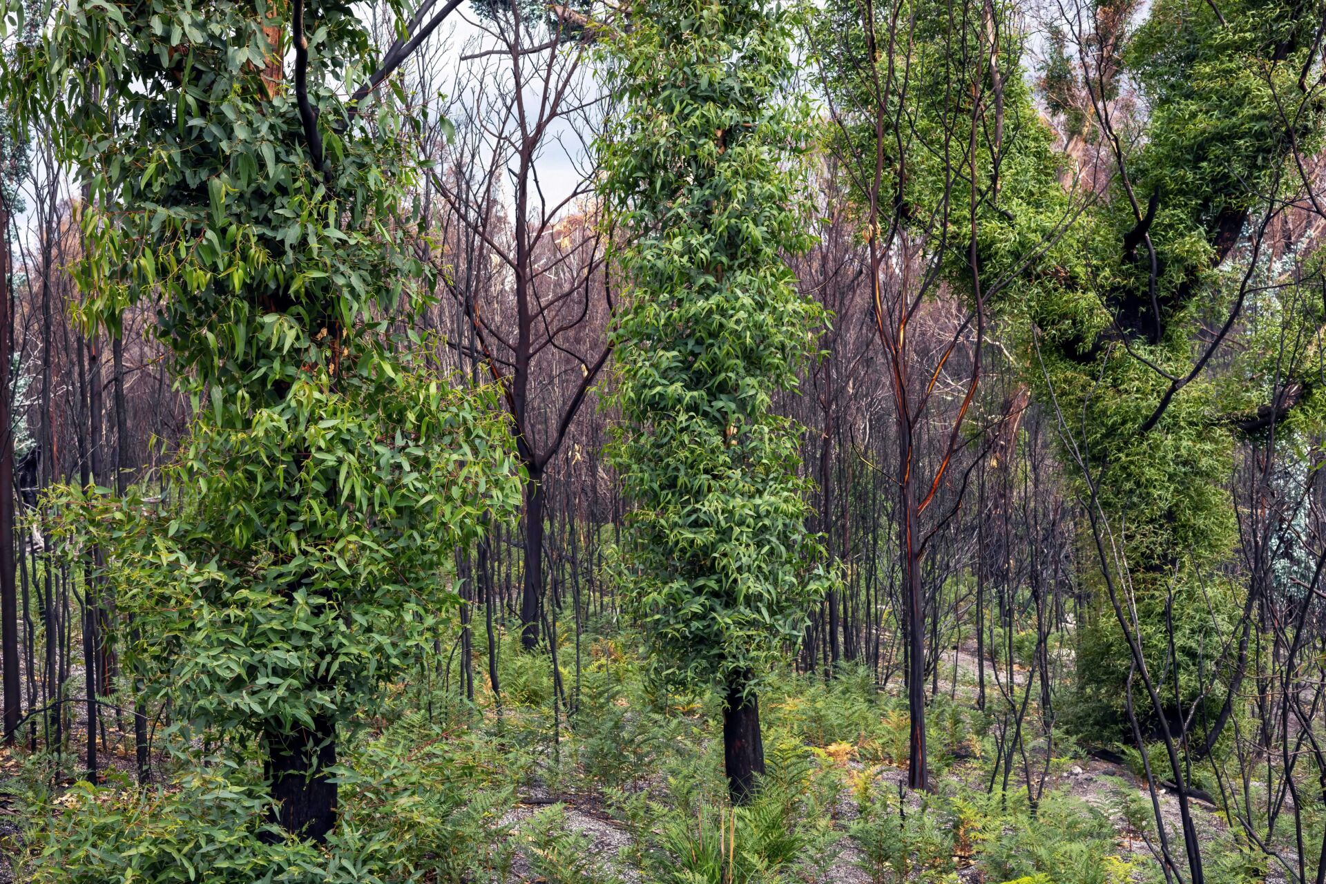 balance de incendios 2026