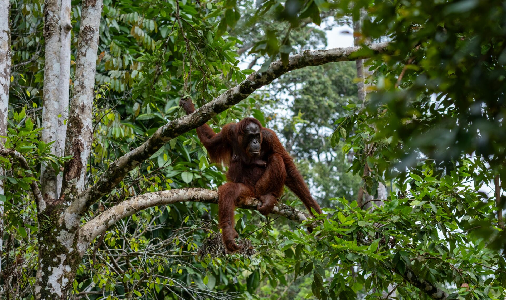 Los incendios en Indonesia amenazan al orangután de Borneo: por qué El Niño acelera su extinción 1 Vida.es incendios Indonesia