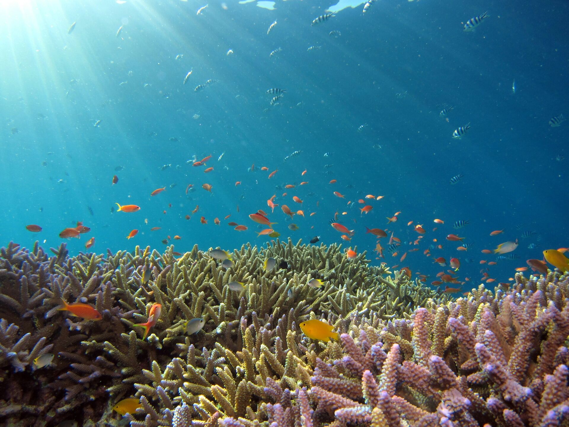 Probióticos contra el blanqueamiento de corales: el experimento del mar Rojo que los protegió del calor 1 Vida.es probióticos corales