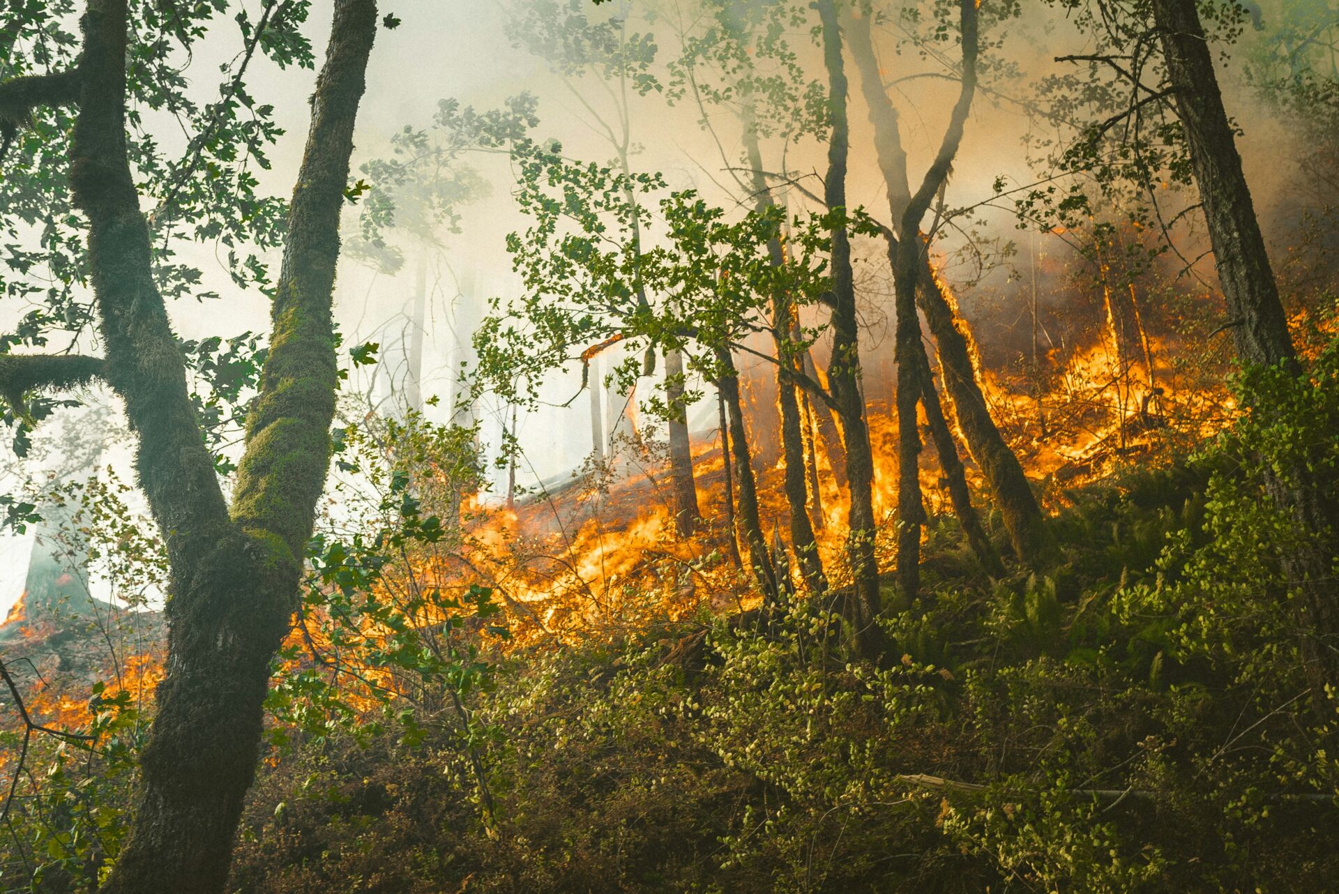 Incendios en Australia: por qué estar a menos de 100 metros de vegetación dispara el riesgo de incendios forestales 1 Vida.es interfaz urbano-forestal