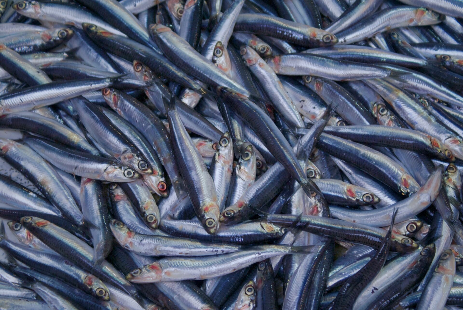 El estudio que zanja el debate: los suplementos omega-3 llegan al cerebro pero no mejoran la memoria 1 Vida.es omega-3 deterioro cognitivo